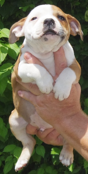 Von melkev kamp - Staffordshire Bull Terrier - Portée née le 13/05/2012