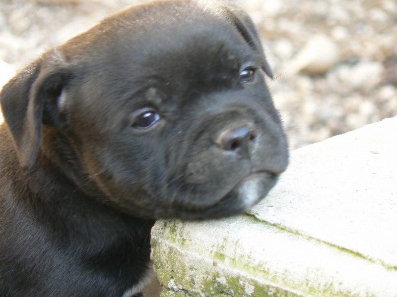 Von melkev kamp - Staffordshire Bull Terrier - Portée née le 07/02/2009