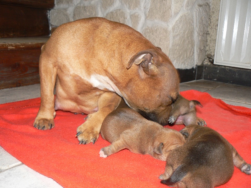 Von melkev kamp - Staffordshire Bull Terrier - Portée née le 05/03/2010