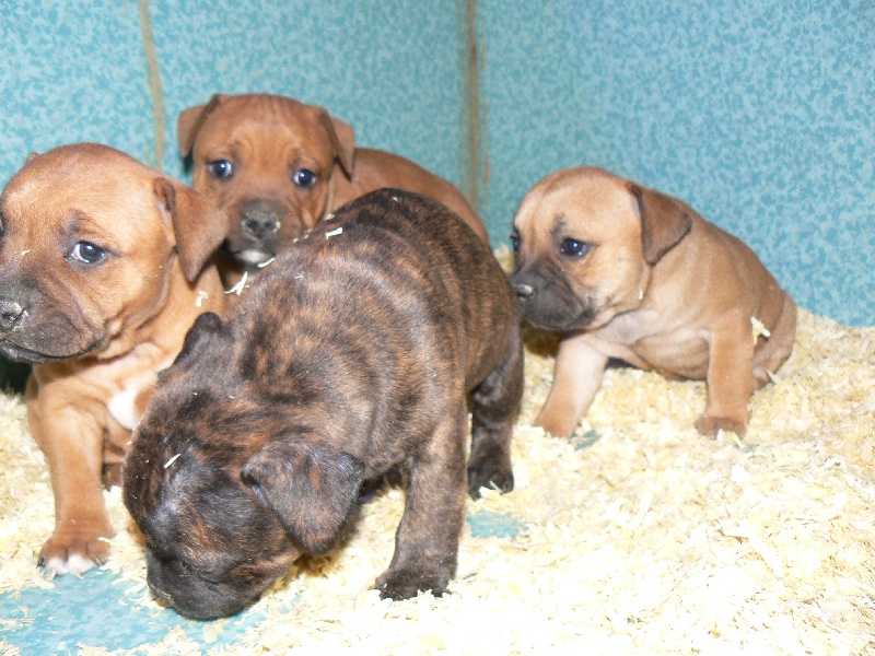 Von melkev kamp - Staffordshire Bull Terrier - Portée née le 08/12/2008