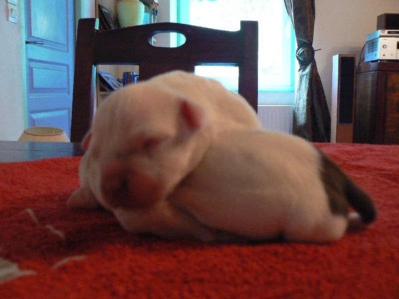 Von melkev kamp - Staffordshire Bull Terrier - Portée née le 17/10/2009