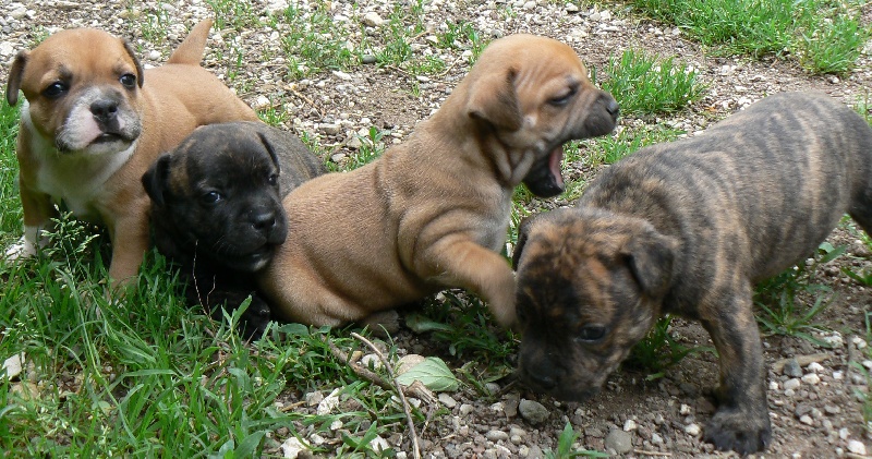 Von melkev kamp - Staffordshire Bull Terrier - Portée née le 01/05/2012