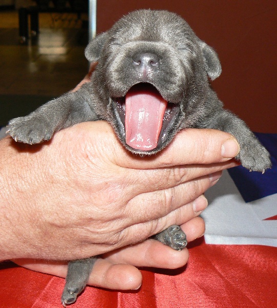 Von melkev kamp - Staffordshire Bull Terrier - Portée née le 22/04/2012