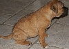 CHIOT