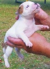 CHIOT