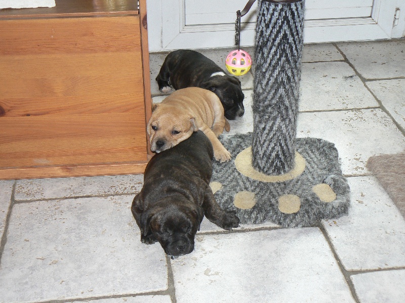Von melkev kamp - Staffordshire Bull Terrier - Portée née le 04/05/2010