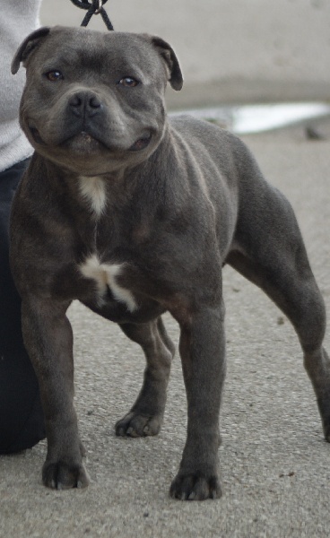 Von melkev kamp - Staffordshire Bull Terrier - Portée née le 04/07/2012