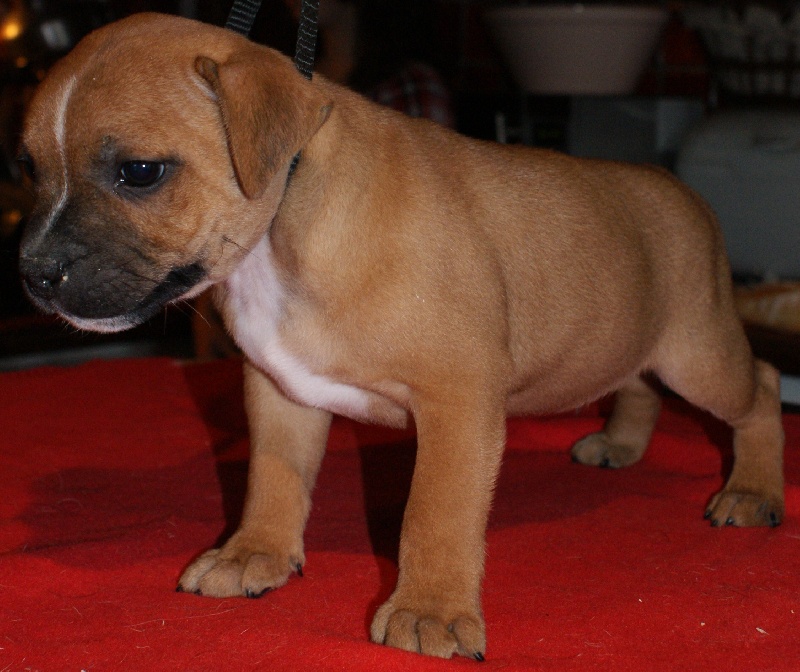 Von melkev kamp - Staffordshire Bull Terrier - Portée née le 22/03/2010