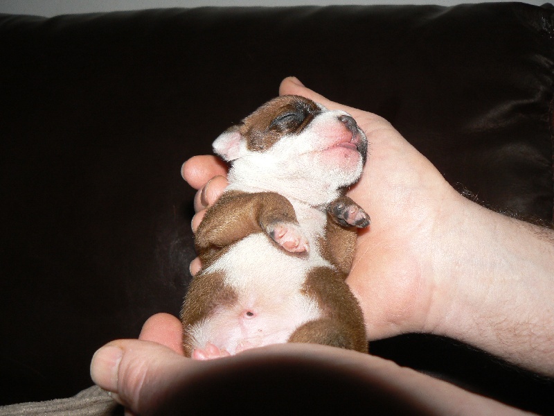 Von melkev kamp - Staffordshire Bull Terrier - Portée née le 02/01/2010