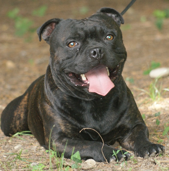Von melkev kamp - Staffordshire Bull Terrier - Portée née le 12/09/2011