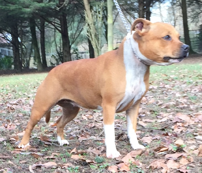 Laika Von melkev kamp