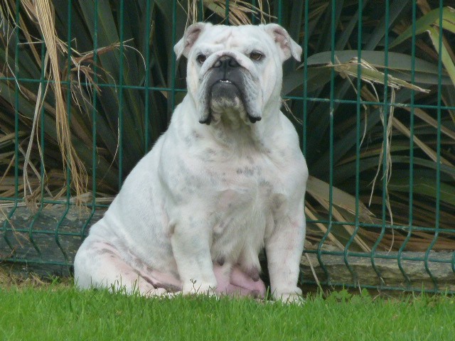 Lily Land van mechelaar