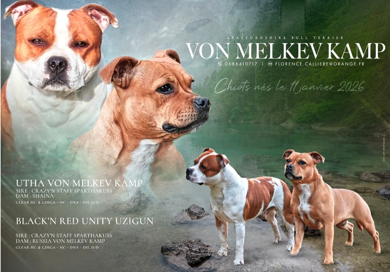 Chiots staffie lof à réserver
