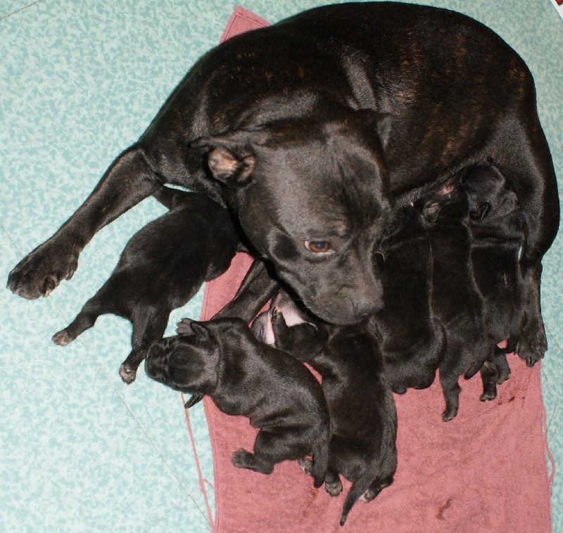 Chiot Staffordshire Bull Terrier Von melkev kamp