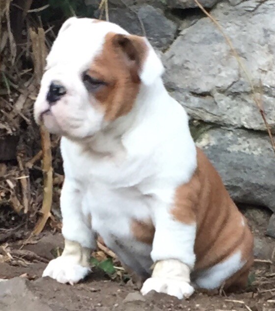 Von melkev kamp - Chiots disponibles - Bulldog Anglais