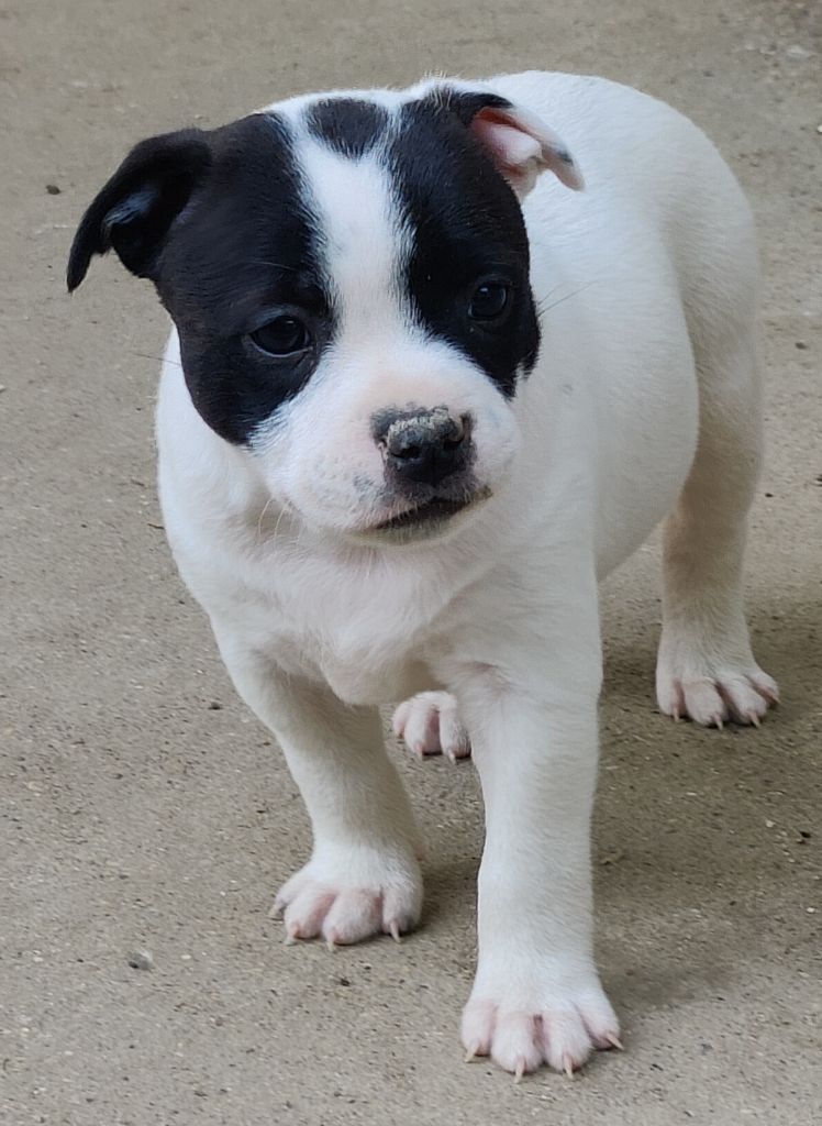 Von melkev kamp - Chiots disponibles - Staffordshire Bull Terrier