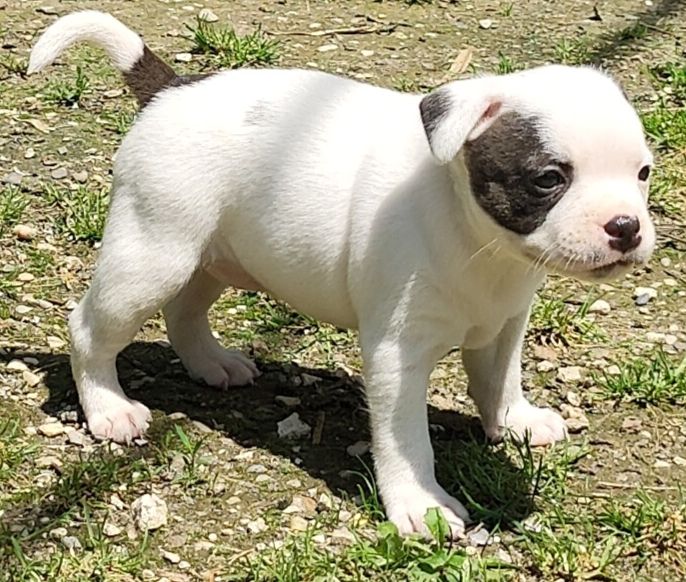 Von melkev kamp - Chiots disponibles - Staffordshire Bull Terrier