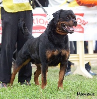 Von melkev kamp - Rottweiler - Portée née le 10/10/2012