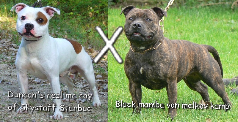 Von melkev kamp - Staffordshire Bull Terrier - Portée née le 07/01/2010