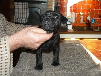 CHIOT