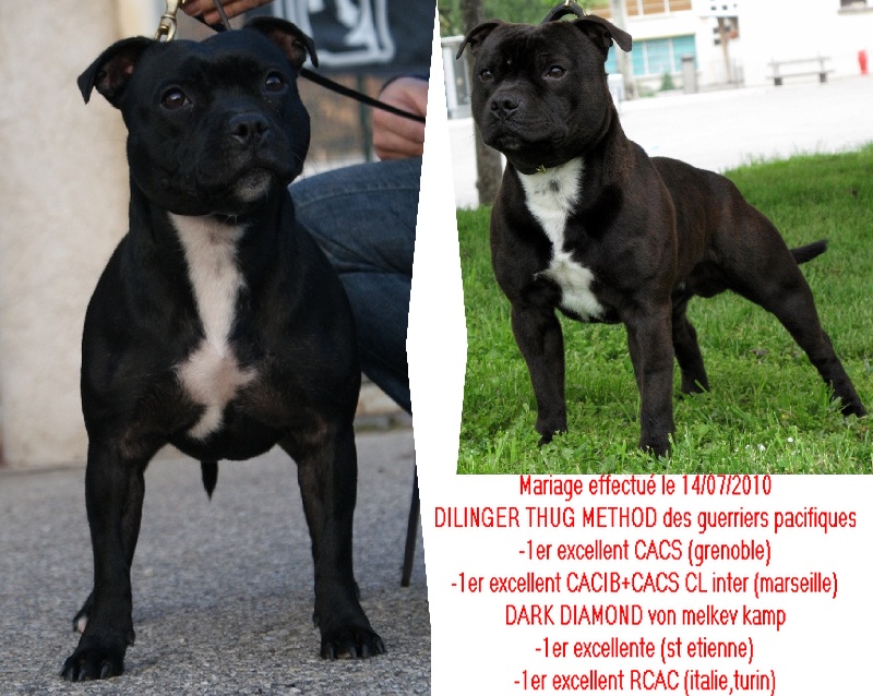 Von melkev kamp - Staffordshire Bull Terrier - Portée née le 11/09/2010
